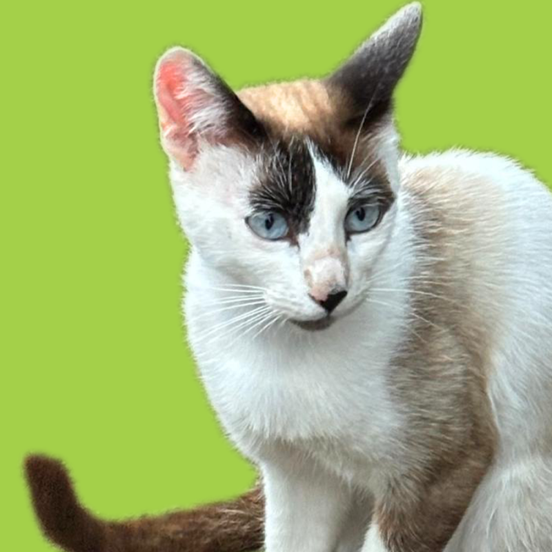 cat1