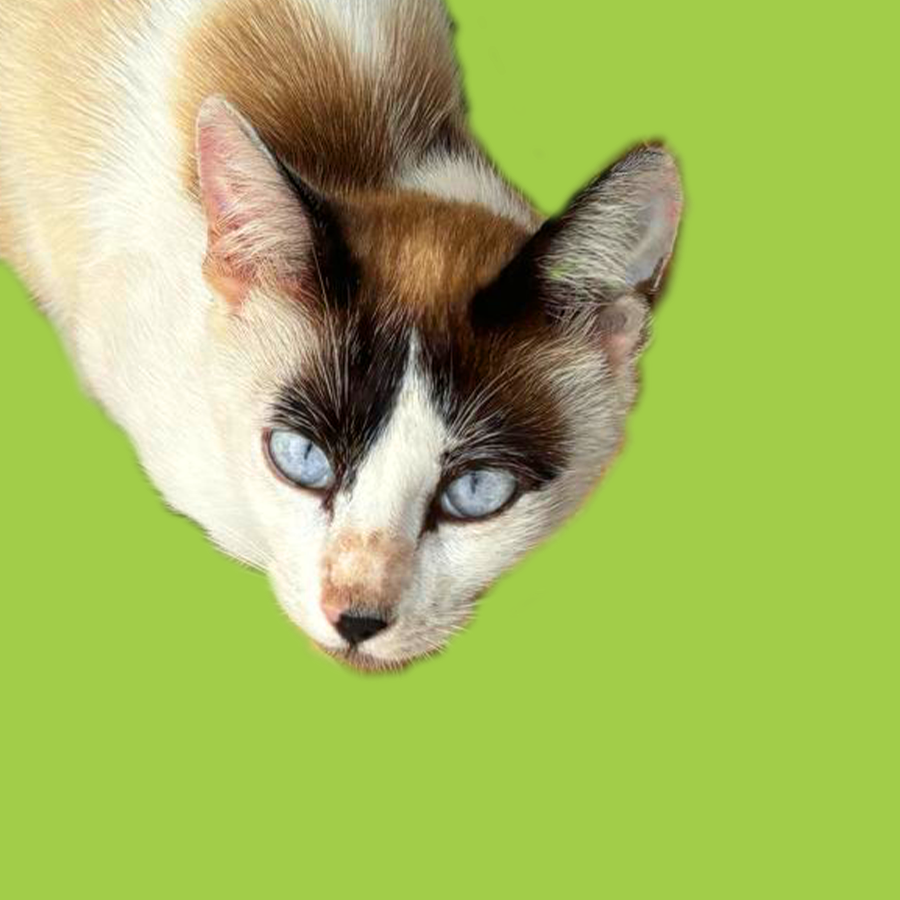 cat2