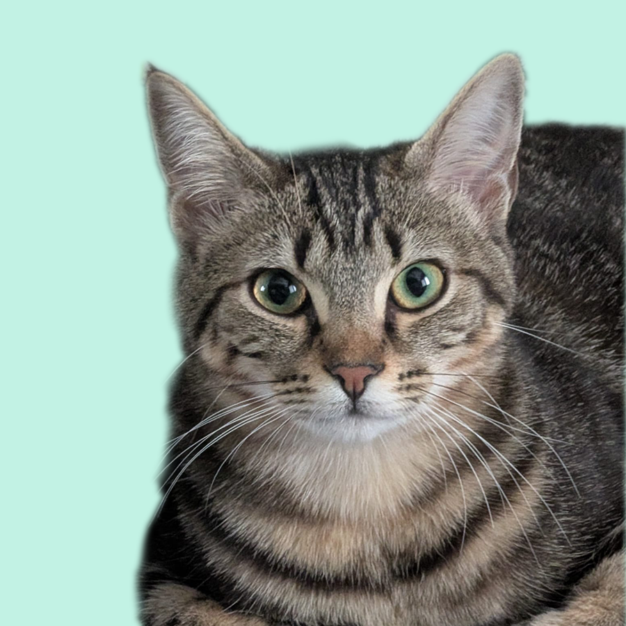 gato1
