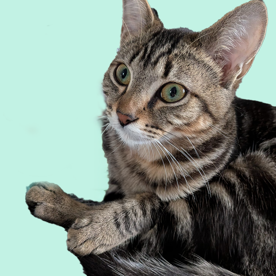 gato3