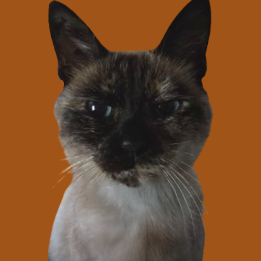 gato9