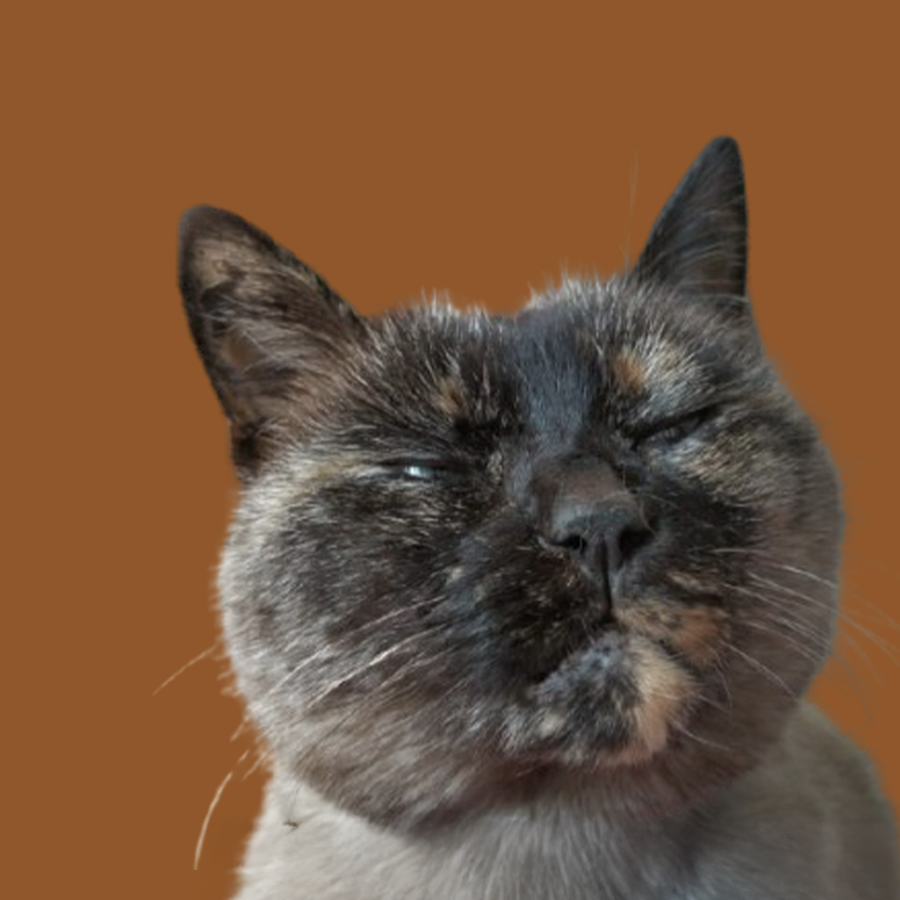 gato92