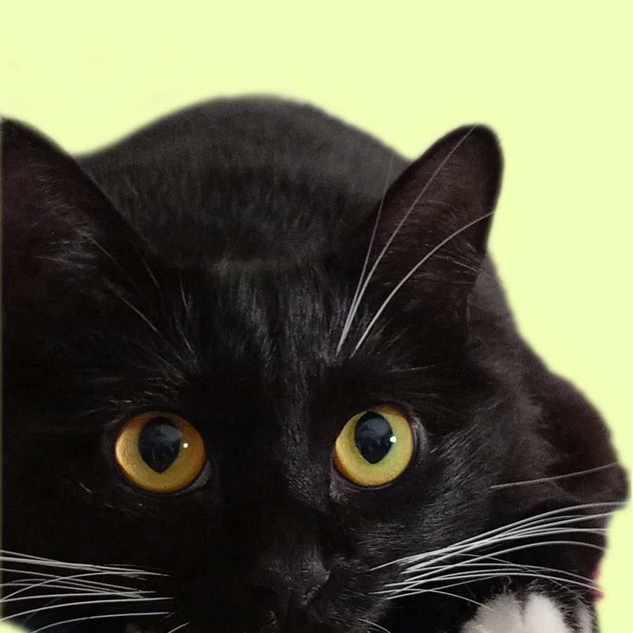 gatoana1