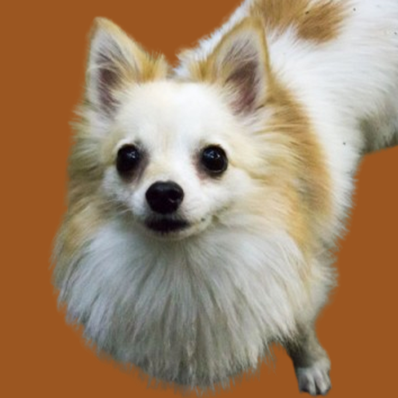 perroblan2