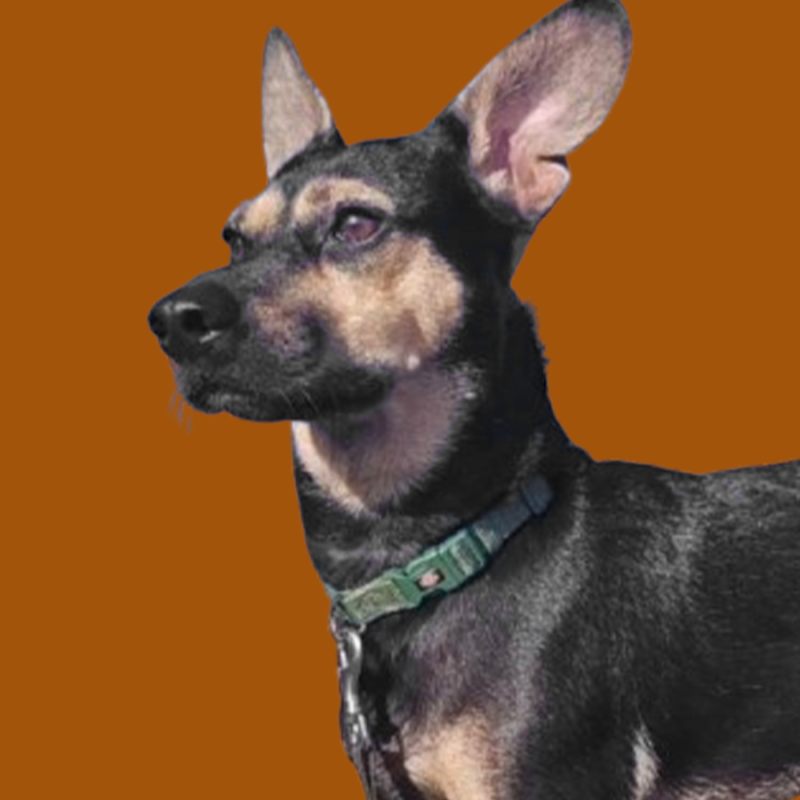 perroos2